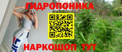 твердый Кингисепп